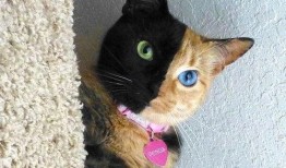 密语绒猫和平精英最新爆料,和平精英全新内容即将揭晓！